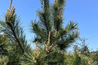 农村常见的树木,常见的有松树、杉树、樟树等