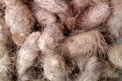 毛薯能放冰箱吗,可以放冰箱冷藏但不要冷冻