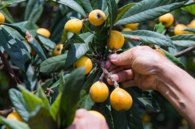 枇杷怎么施肥,幼树的施肥原则为薄肥勤施