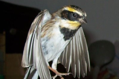 虎头凤喜欢吃什么饲料,以植物种子为主