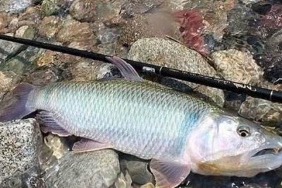 马口鱼的养殖技术,在3-4月份投放鱼苗