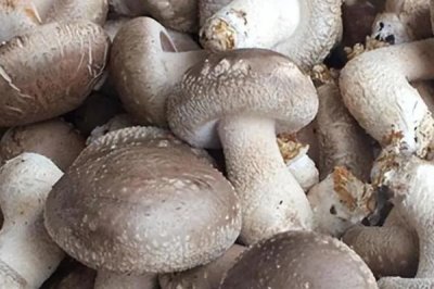 大棚蘑菇的利润有多少,取决于实际产量