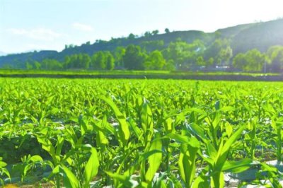 农村有什么投资小利润高的生意,废品回收、农村快递等项目值得考虑