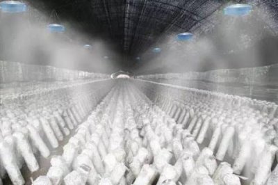 食用菌追肥的注意事项,常用的方法便是喷洒施肥