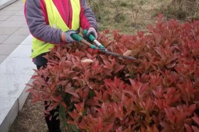 修剪红叶石楠的技巧，不能离芽苞太近
