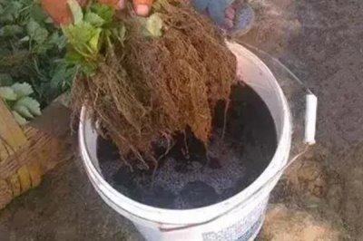 钙镁微肥的施用技巧,常见以下5种方式