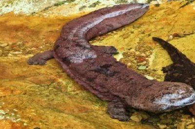 娃娃鱼腹胀病如何防治,可以先停食1-2天