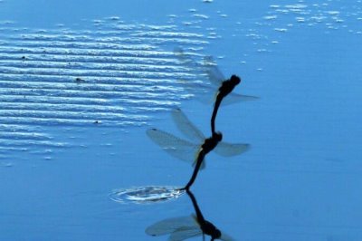 蜻蜓吃什么食物，吃蚊子、苍蝇以及各类小昆虫等