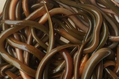 黄鳝腐皮病与烂尾病怎么防治,鳝池要常清洗并换水