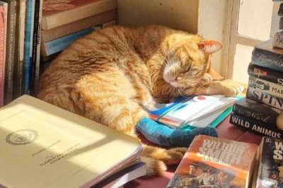 提倡在室内养猫的原因,可以避免交通事故和感染传染病等