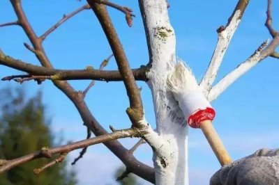 果树秋施基肥的时间，最佳时间是9月中下旬