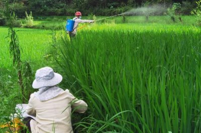 吡虫啉70兑水的使用方法,2-3g兑水45-60公斤