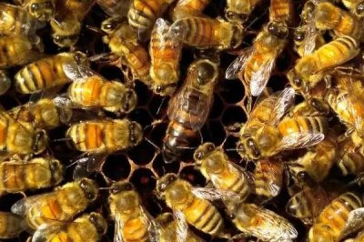 蜂王的作用,主要是产卵