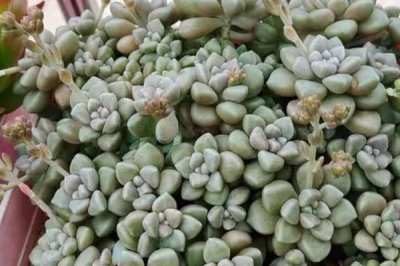 姬秋丽的种植方法,充足的光照会让叶片色彩更好看