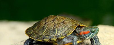 龟的种类,共有这12科