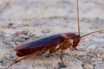 蟑螂会不会飞，具有飞行能力但很少见