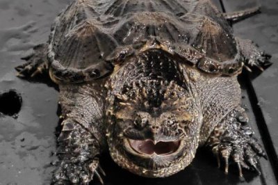 佛鳄龟头刺会越来越多吗，正常情况下并不会越来越多