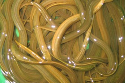 室内水产养殖项目,好养又赚钱