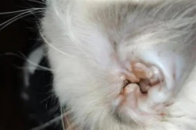 猫咪突然扭头转圈的原因,可能是中耳炎导致的