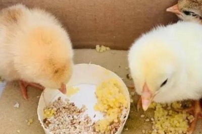 小鸡的喂食方法,每天喂2-3次