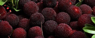 红杨梅和黑杨梅的区别，黑杨梅表示已经熟透了