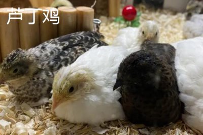 鹌鹑与芦丁鸡的区别,科属、体型、颜色和习性均不同