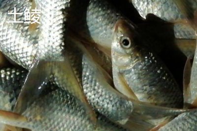 鲮鱼是什么鱼,是常见的淡水鱼类