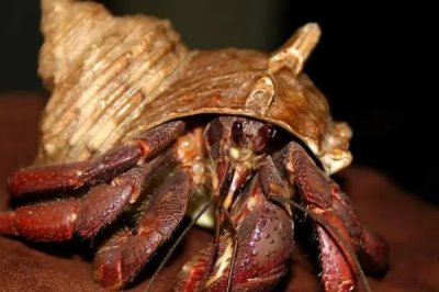 寄居蟹的养殖环境，环境温度在21℃-25℃为宜