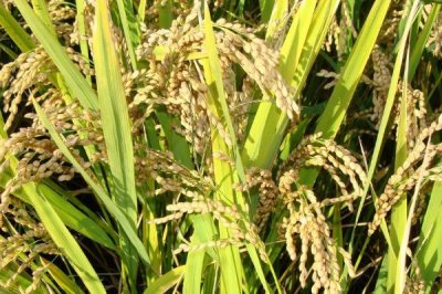 AB889玉米种子特征特性，注意防治灰斑病