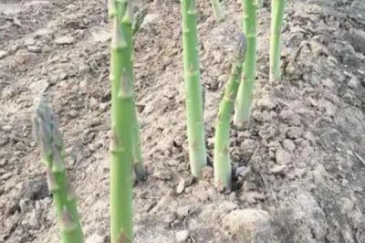 芦笋种子的催芽方式,需要先进行浸泡