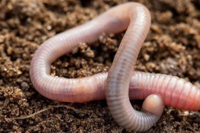 用什么钓甲鱼合适,常用的饵料是禽畜内脏