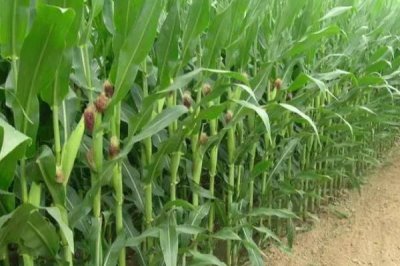 九久黑糯玉米品种简介，4月下旬至5月上旬播种