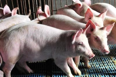 猪感冒不吃食怎么办,要根据兽医的提示来给猪喂食感冒药