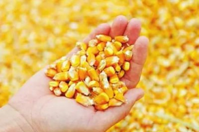 选购玉米种的方法,可以购买通过审定、抗病或耐病、适应性广的种子