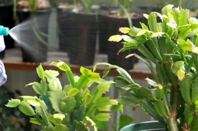 蟹爪兰叶子发黄的原因及处理方法，可能是浇水过多或阳光直射导致的