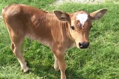 为什么母牛会喝小牛的尿，可能是因为它们口渴