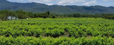 广东恩平市的特产,恩平烧饼令人百吃不厌