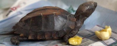 锯缘龟好不好养,养殖难度为中等