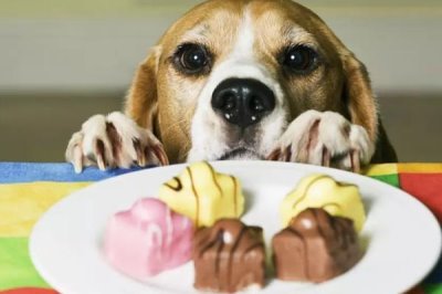 狗吃巧克力会出什么问题,轻则上吐下泻、重则危及生命