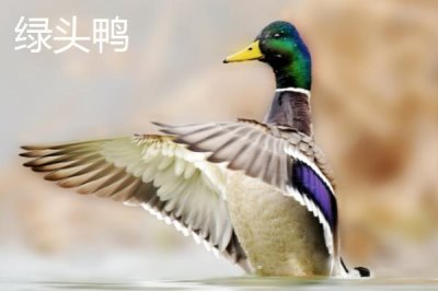 绿头鸭会游泳吗,属于游禽所以会游泳