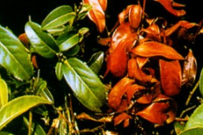 茶园茶胴枯病的原因,分生孢子器或菌丝体浸入病部导致