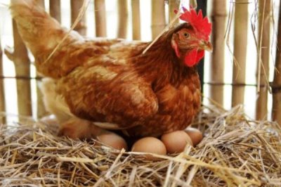 母鸡要公鸡受精才能下蛋吗,无需公鸡受精也能下蛋