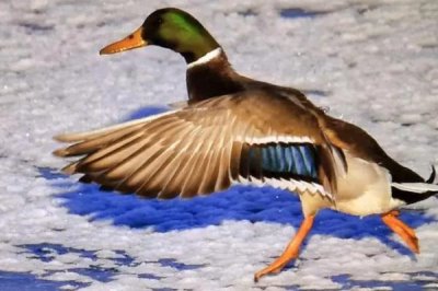 绿头鸭会游泳吗,属于游禽所以会游泳