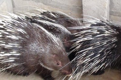 特种豪猪引种与驯化要注意什么,引种需选择正规厂家