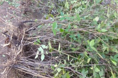 杈杷果苗的价格,各地区的售价有差异