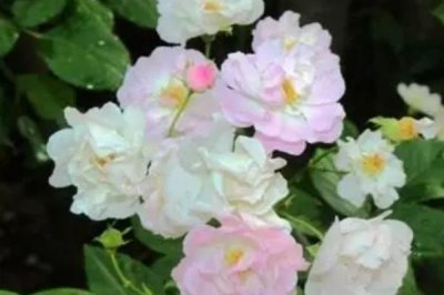 怎么修剪缫丝花，冬季将枝条修剪三分之一