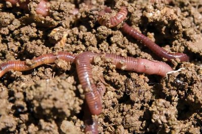 蚯蚓什么时候好抓,南方地区2-5月和10-11月最好抓