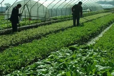 大棚蔬菜早春怎么施肥,浇灌缓苗水时可随水冲施有机肥