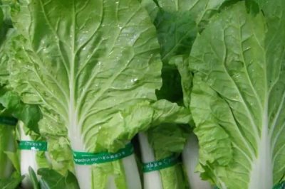 水白菜的分布,在我国珠江三角洲一带野生较多