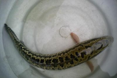 黑鱼有哪些品种，是常见的肉食性淡水鱼类